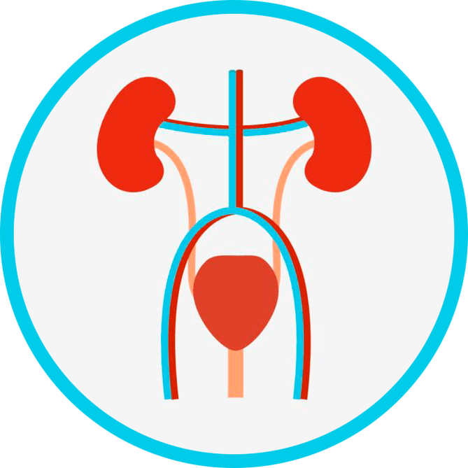 Anatomija genitourinarnega sistema